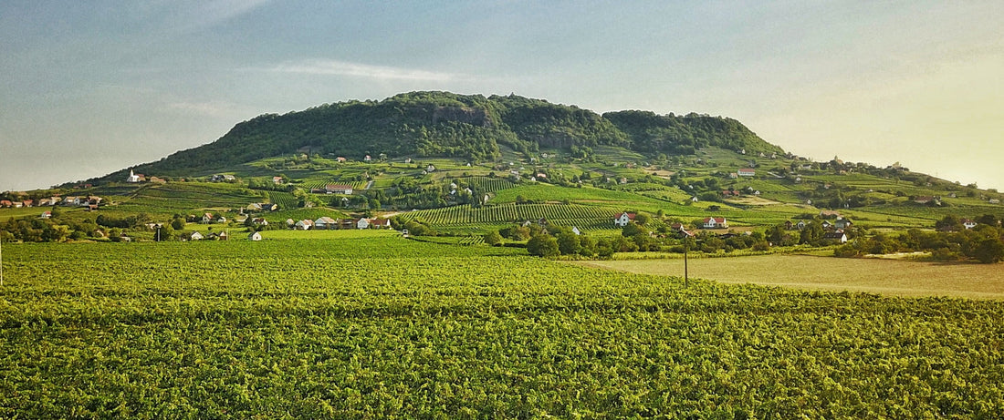 Somloi bjerget, en ungarsk vinregion