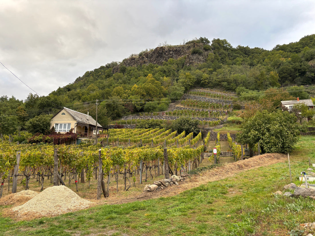 Somló stemningsbilleder